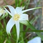 Rhynchospora colorata Flower