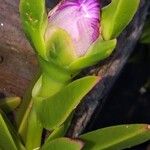 Carpobrotus acinaciformis फूल