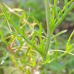 Erucaria hispanica Hoja