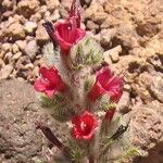 Echium horridum Floare