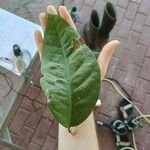 Eugenia wullschlaegeliana Leaf