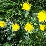 Hieracium villosum Flor