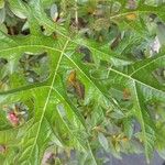 Solanum capsicoides Levél