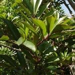 Cunonia capensis Hábito