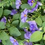 Lycianthes rantonnetii Fula
