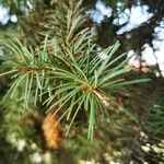 Pseudotsuga menziesii Levél