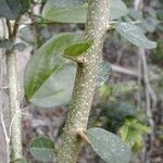 Maclura cochinchinensis Bark