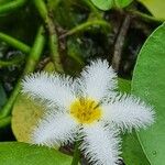 Nymphoides indica Maua