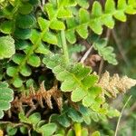 Asplenium ceterach Leaf