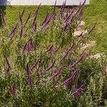 Salvia leucanthaLeaf