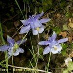 Aquilegia viscosa 整株植物