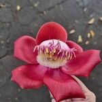 Couroupita guianensis Çiçek