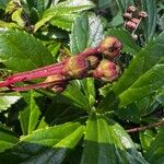 Chimaphila umbellata Fruto