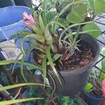 Aechmea recurvata Folha