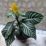 Aphelandra squarrosa برگ