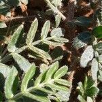 Tribulus terrestris Leaf