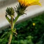 Hypochaeris radicata Habitus