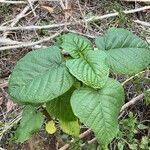 Clerodendrum japonicum Yaprak