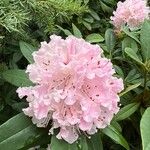 Rhododendron minus Flor