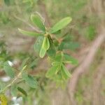Leptospermum laevigatum Libunga