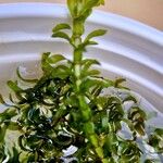 Elodea nuttallii Corteza