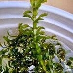 Elodea nuttallii Escorça