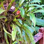 Prosthechea fragrans Feuille