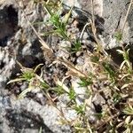 Arenaria aggregata Hoja
