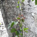 Connarus patrisii Fruit