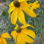 Rudbeckia nitida Virág