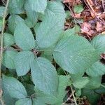 Rubus loehrii Leaf