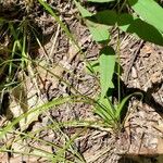 Carex cephalophora Levél