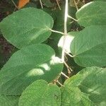 Helicteres baruensis Yaprak