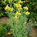 Thalictrum flavum Habit