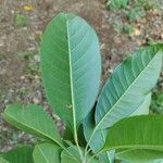 Esenbeckia leiocarpa Blatt