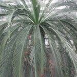 Macrozamia moorei Blatt