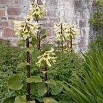 Cardiocrinum giganteum 花