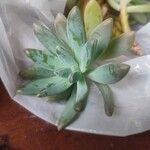 Dudleya greenei 叶