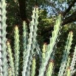 Euphorbia greenwayi Hoja