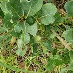 Gardenia erubescens Leaf