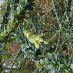 Crescentia mirabilis Flor