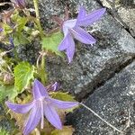 Campanula garganica Cvet