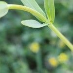 Linaria micrantha Frunză