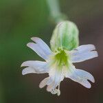 Silene douglasii Flor