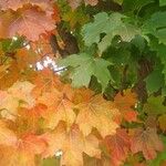 Acer saccharum Blad