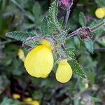 Calceolaria tripartita Floro