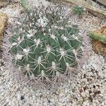 Gymnocalycium saglionis Leaf