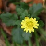 Chrysanthemum indicumFlower