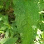 Silphium asteriscus Leaf