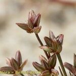 Juncus pygmaeus Övriga